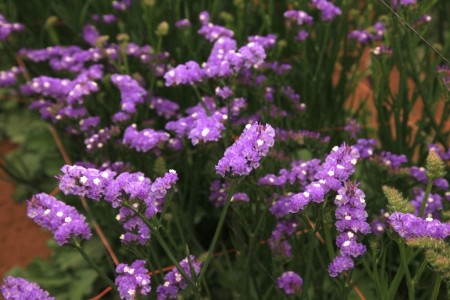 Statice 'Sinuet Violet' Statice sinuatum