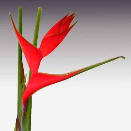 Heliconia 'Red Iris' Heliconia