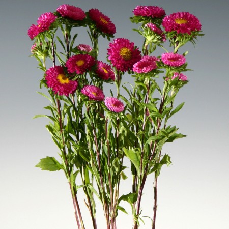 Aster 'Mastusumota pink'