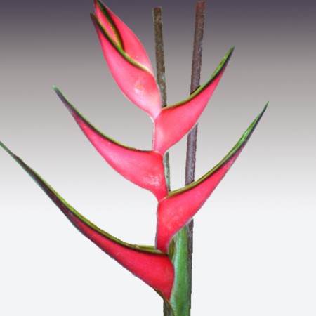 Heliconia 'She Peluda' Heliconia