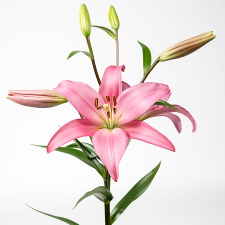 Lily 'LA Pink' Longiflorum