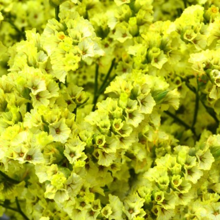 Limonium 'Yellow' Limonium Sinensis