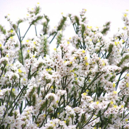 Limonium 'White' Limonium Sinensis