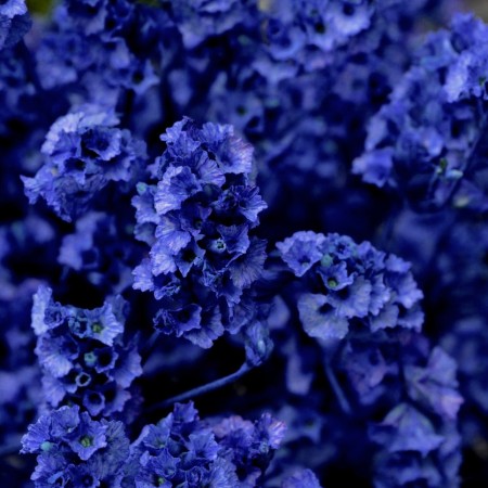 Limonium 'Blue' Limonium Sinensis