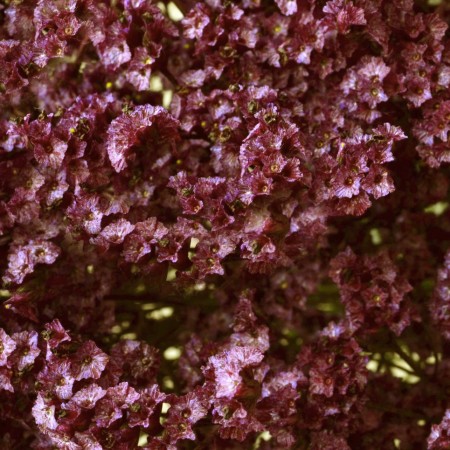 Limonium 'Burgundy Wine' Limonium Sinensis