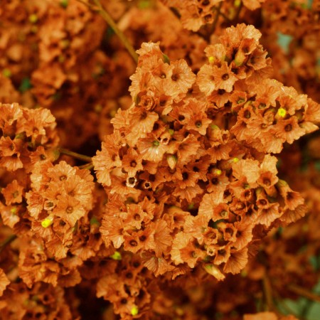 Limonium 'Orange' Limonium Sinensis