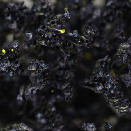 Limonium 'Black' Limonium Sinensis