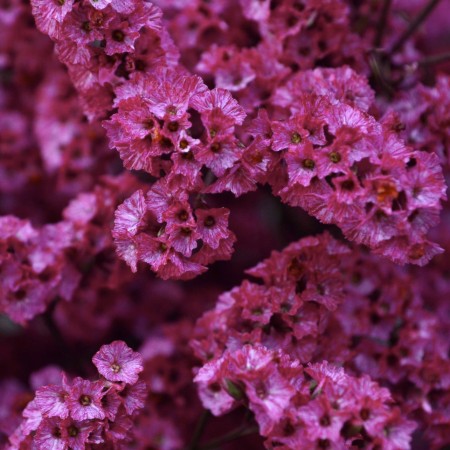 Limonium 'Hot Pink' Limonium Sinensis