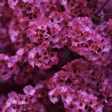 Limonium 'Hot Pink' Limonium Sinensis