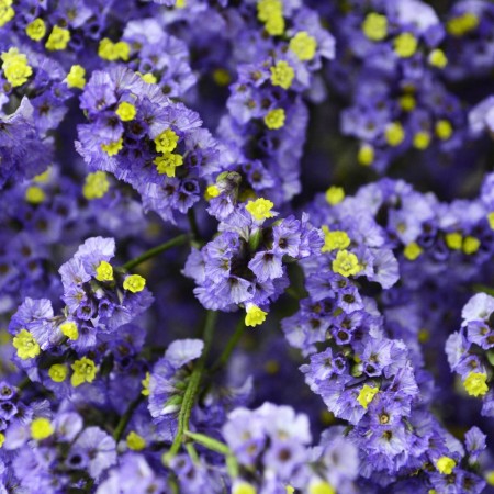 Limonium 'Lavender' Limonium Sinensis