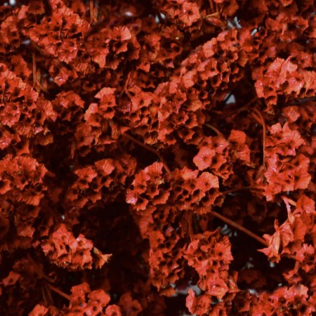Limonium 'Red' Limonium Sinensis