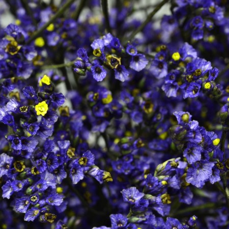 Limonium 'Purple' Limonium Sinensis