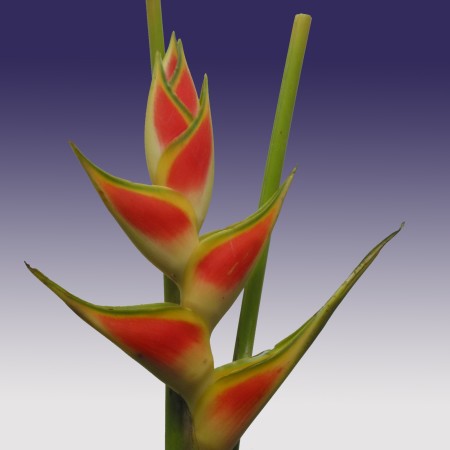 Heliconia 'wagneriana' Heliconia