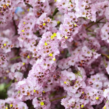 Limonium 'Pink' Limonium Sinensis