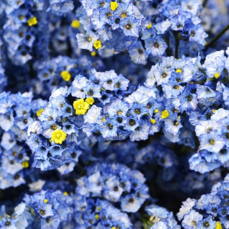 Limonium 'Light Blue' Limonium Sinensis