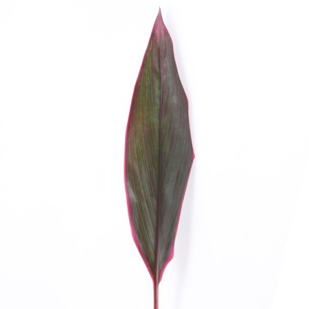 Cordyline 'Baby Tie Red' Cordyline fruticosa