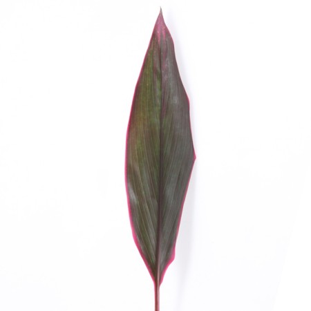 Cordyline 'Baby Tie Red' Cordyline fruticosa