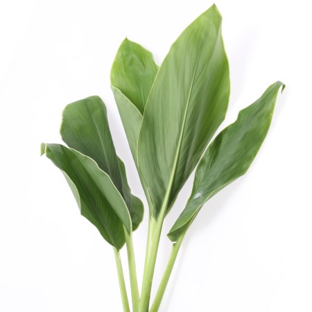 Cordyline  'Green White Edge' Cordyline fruticosa