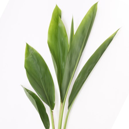Cordyline 'Green Top' Cordyline fruticosa
