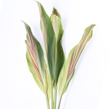 Cordyline 'Striped' Cordyline fruticosa