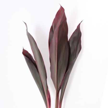 Cordyline 'Red Top' Cordyline fruticosa