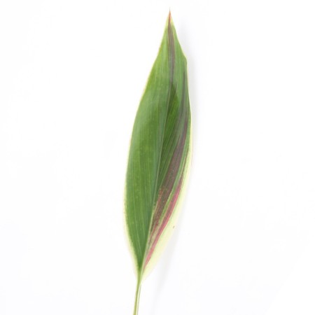 Cordyline 'Baby Tie Yellow' Cordyline fruticosa