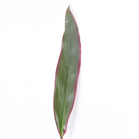 Cordyline 'Green Red Edge' Cordyline fruticosa