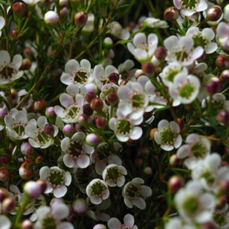 Wax Flower 'Maya' Chamelaucium uncinatum