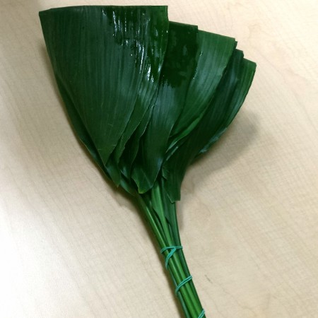 Aspidistra 'Folded' Aspidestra Varigetatd