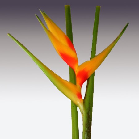 Heliconia 'Sunshine' Heliconia