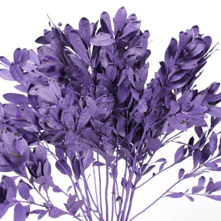 Arbutus 'Purple' Arbutus