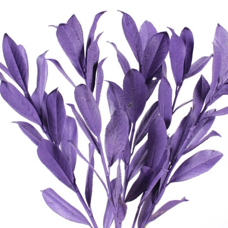 Laurier 'Purple' Laurier