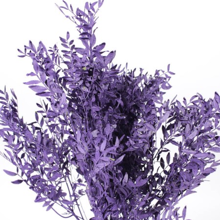 Painted Pistachio 'Purple' Pistacia vera