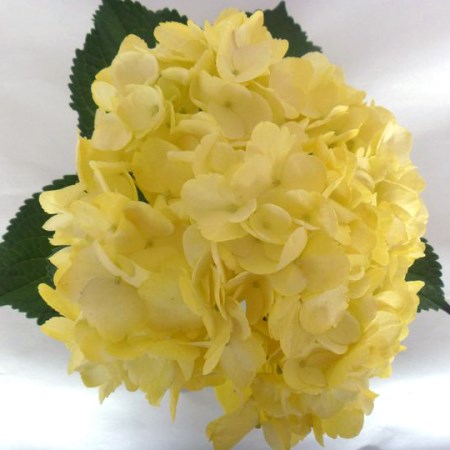 Hydrangea 'Tinted Yellow' Hydrangea