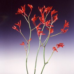 Kangaroo paw 'Rufus Red' Anigozanthus