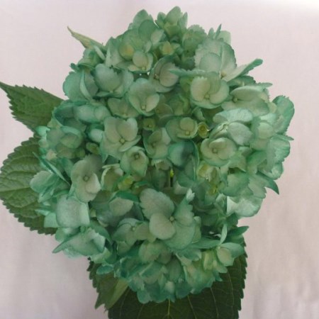 Hydrangea 'Tinted Xmas Green' Hydrangea