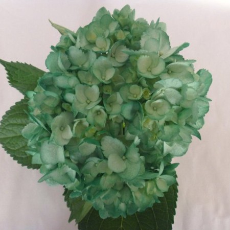 Hydrangea 'Tinted Xmas Green' Hydrangea