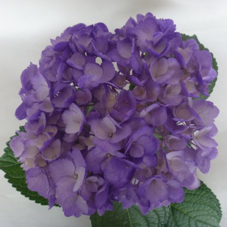 Hydrangea 'Tinted Purple' Hydrangea