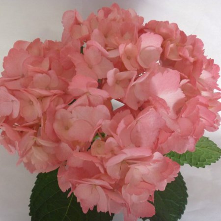 Hydrangea 'Tinted Pink' Hydrangea