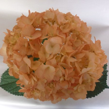 Hydrangea 'Tinted Peach' Hydrangea