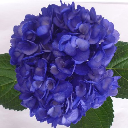 Hydrangea 'Tinted Mora Azul' Hydrangea