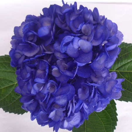 Hydrangea 'Tinted Mora Azul' Hydrangea