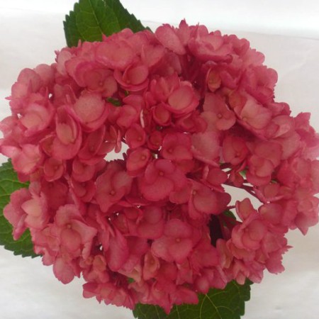 Hydrangea 'Tinted Magenta' Hydrangea