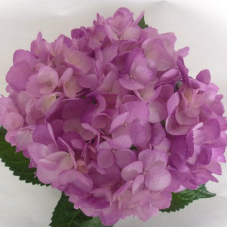 Hydrangea 'Tinted Lilac' Hydrangea