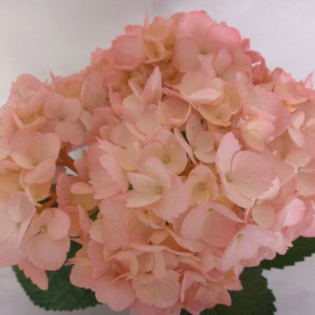 Hydrangea 'Tinted Light Pink' Hydrangea