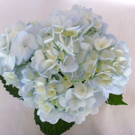 Hydrangea 'Tinted Light Blue' Hydrangea