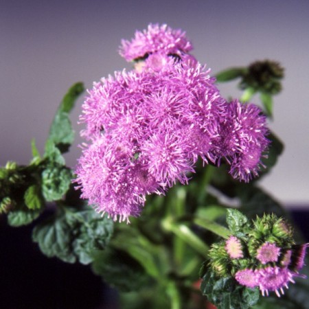 Ageratum 'Blue Horizon' Ageratum houstonianum