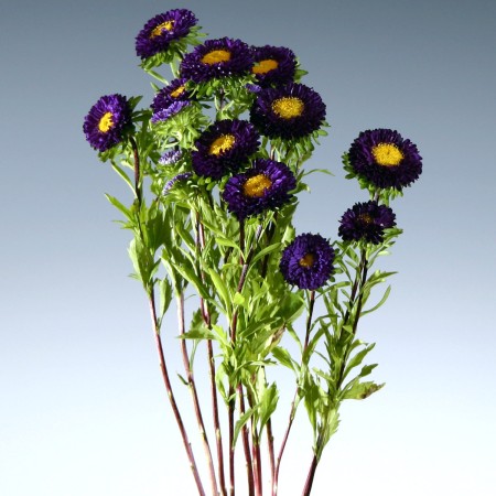 Aster 'Mastusumota purple'