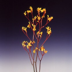 Kangaroo paw 'Yellow Jem' Anigozanthus