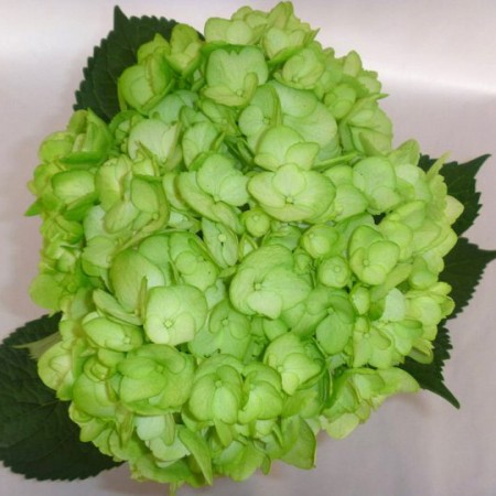 Hydrangea 'Tinted Lemon Green' Hydrangea